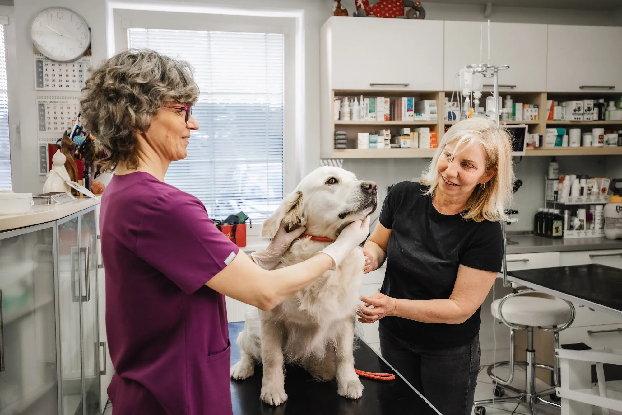 Veterinárka vyšetruje zlatého retrievera za prítomnosti majiteľky
